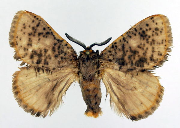 /filer/webapps/moths/media/images/N/nigromaculata_Chrysopoloma_AM_Basquin_01.jpg