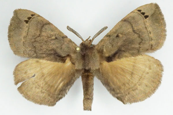 /filer/webapps/moths/media/images/N/nigromaculata_Poloma_AM_Stroehle.jpg