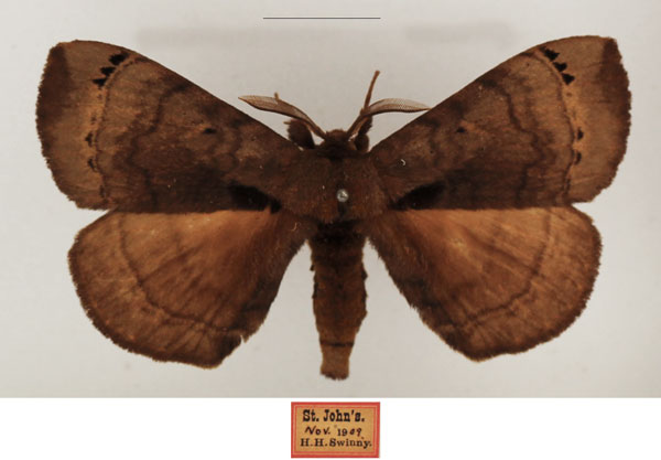 /filer/webapps/moths/media/images/N/nigromaculata_Poloma_AM_TMSA_01.jpg