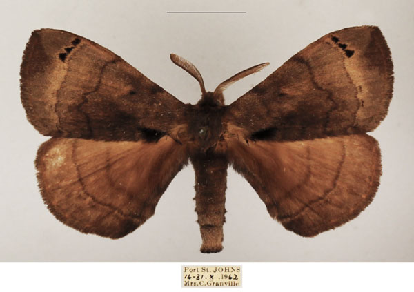 /filer/webapps/moths/media/images/N/nigromaculata_Poloma_AM_TMSA_02.jpg