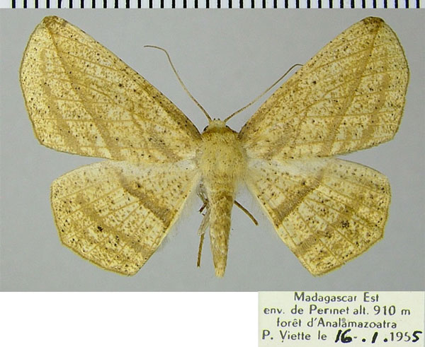 /filer/webapps/moths/media/images/N/nigromaculata_Psilocerea_AF_ZSM.jpg