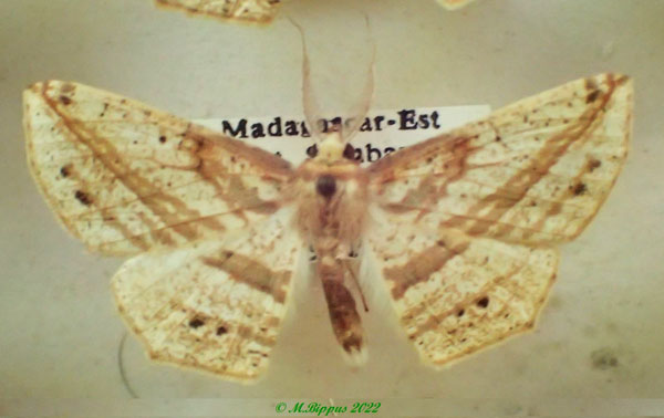 /filer/webapps/moths/media/images/N/nigromaculata_Psilocerea_AM_PZBT.jpg
