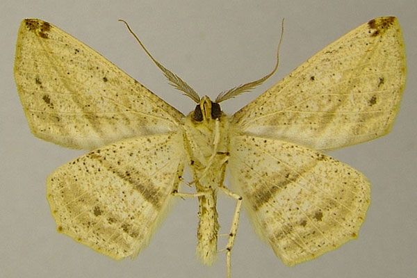 /filer/webapps/moths/media/images/N/nigromaculata_Psilocerea_AM_ZSMb.jpg