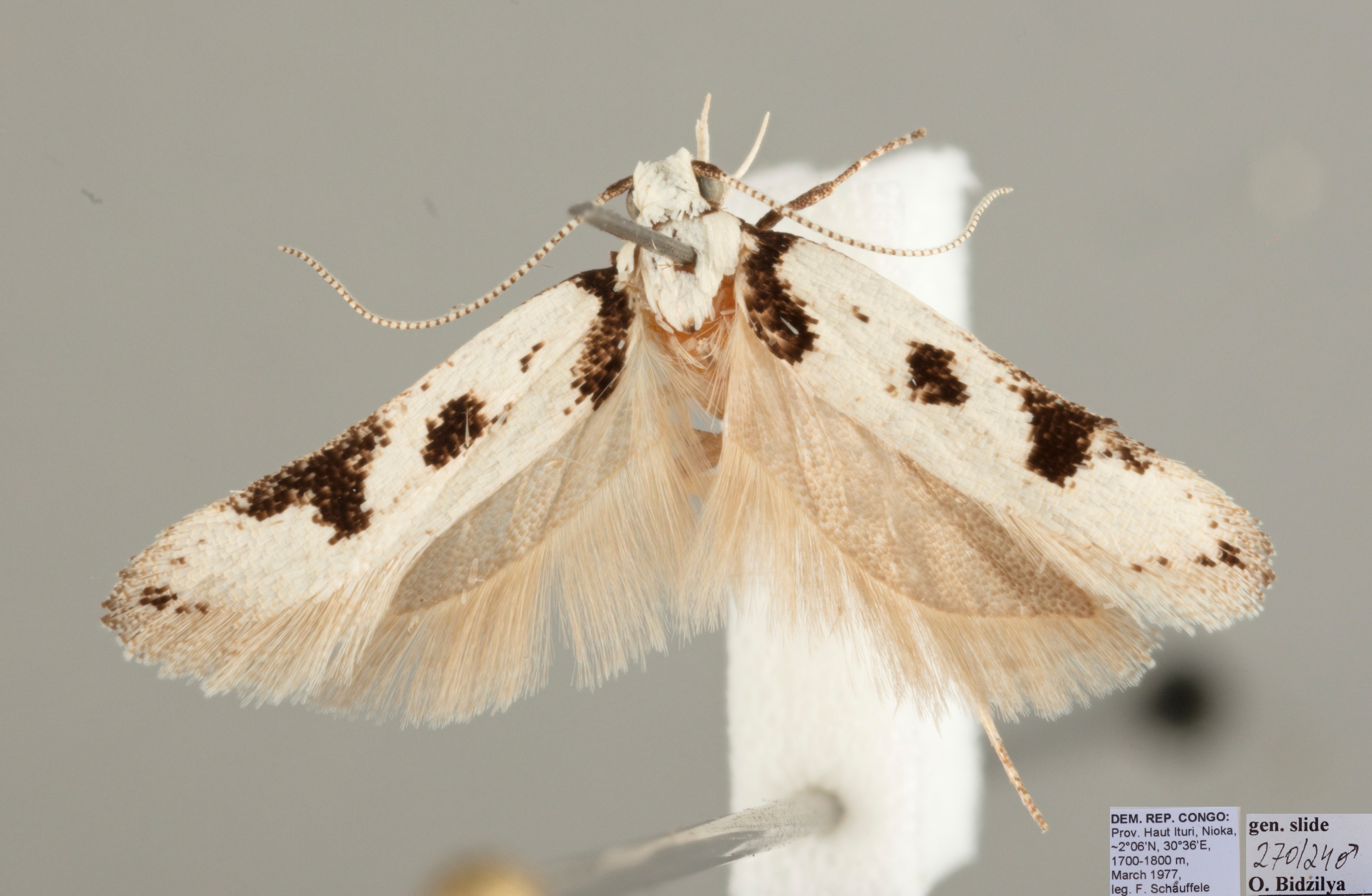 /filer/webapps/moths/media/images/N/nigromaculata_Schizovalva_MHT_SMNS.jpg