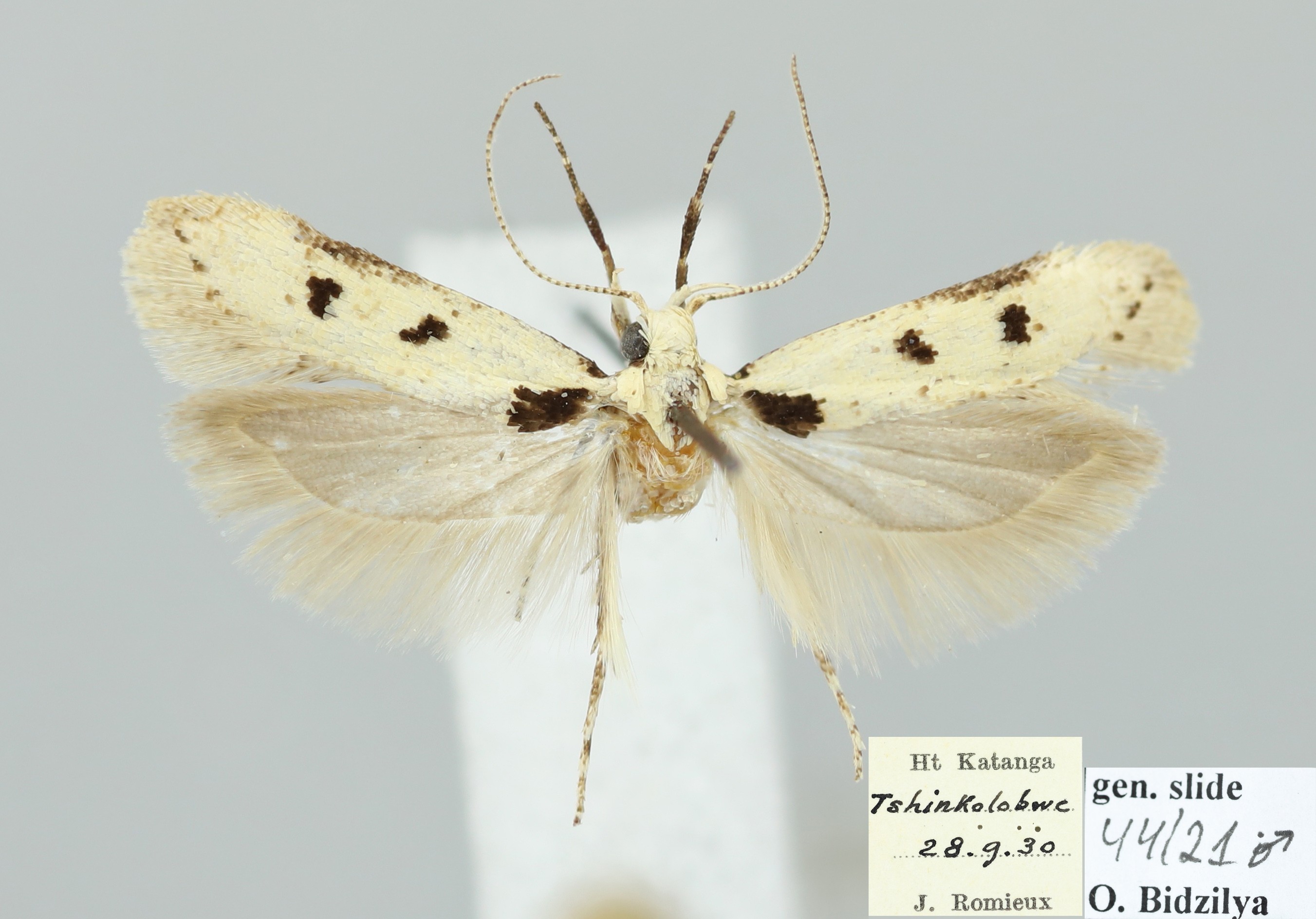 /filer/webapps/moths/media/images/N/nigromaculata_Schizovalva_MPT_MHNG.jpg