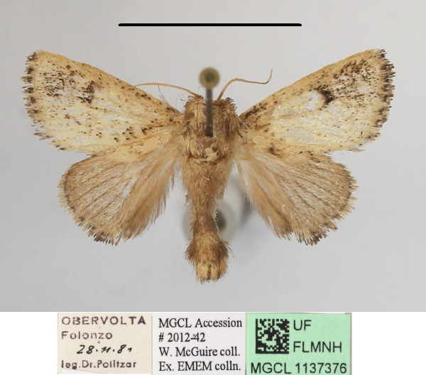 /filer/webapps/moths/media/images/N/nigromaculata_Trachyptena_A_MGCLa_01.JPG