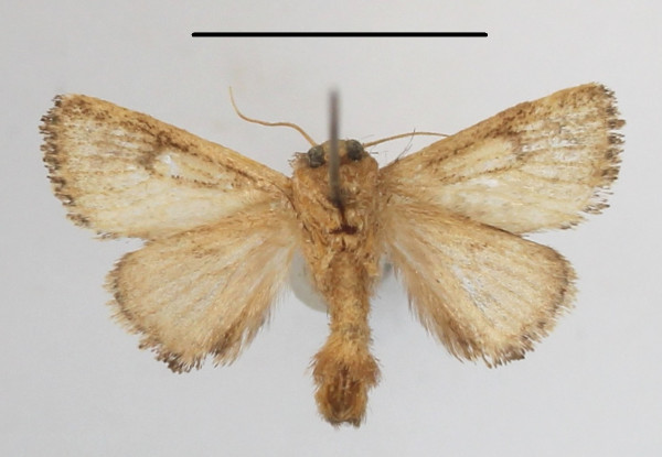 /filer/webapps/moths/media/images/N/nigromaculata_Trachyptena_A_MGCLb_01.JPG