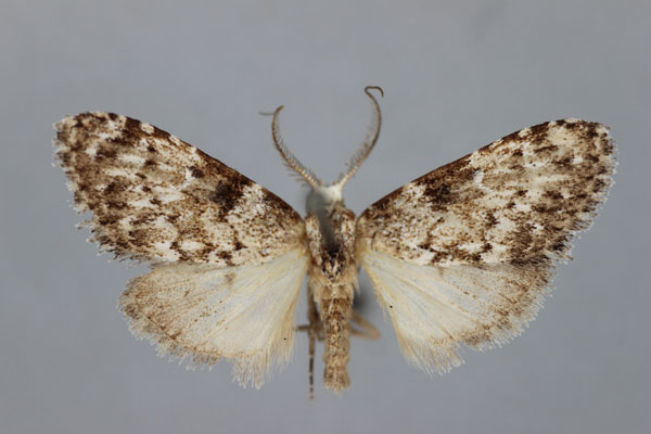 /filer/webapps/moths/media/images/N/nigromixtalis_Meganola_PT_BMNH.jpg