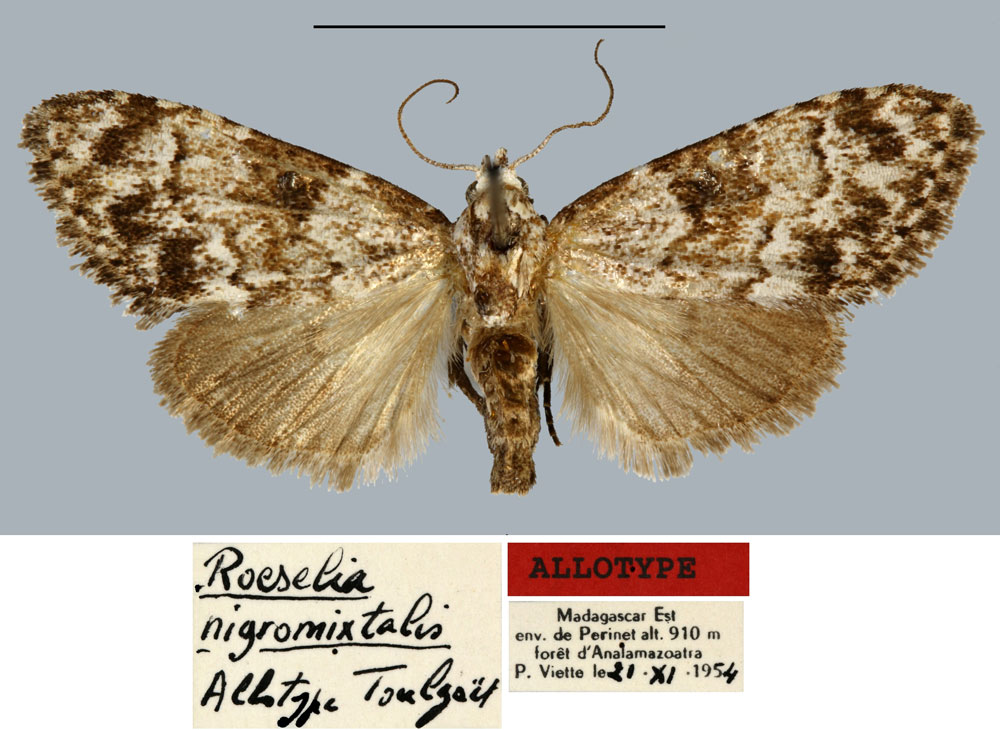 /filer/webapps/moths/media/images/N/nigromixtalis_Roeselia_AT_MNHN.jpg
