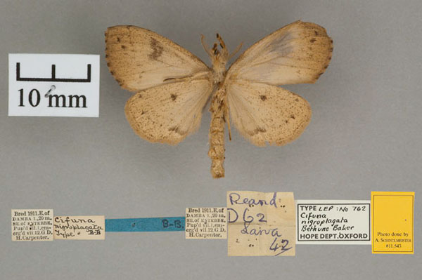 /filer/webapps/moths/media/images/N/nigroplagata_Cifuna_HT_OUMNH_02.jpg