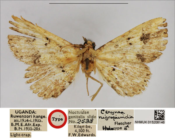 /filer/webapps/moths/media/images/N/nigropuncta_Cerynea_HT_NHMUK.jpg