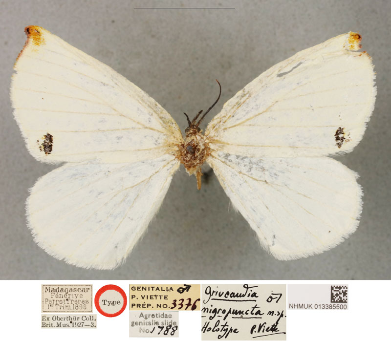 /filer/webapps/moths/media/images/N/nigropuncta_Griveaudia_HT_BMNH.jpg