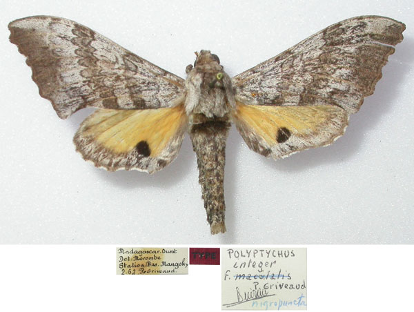/filer/webapps/moths/media/images/N/nigropuncta_Polyptychus_HT_MNHN.jpg