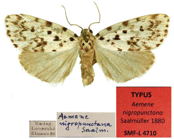 /filer/webapps/moths/media/images/N/nigropunctana_Aemene_LT_SNMF.jpg