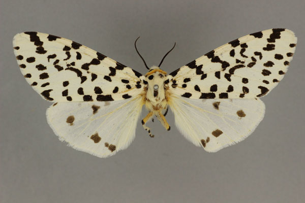 /filer/webapps/moths/media/images/N/nigropunctata_Alpenus_AF_BMNH_02.jpg