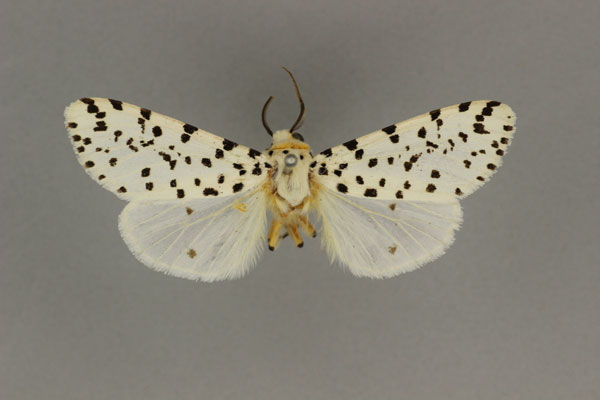 /filer/webapps/moths/media/images/N/nigropunctata_Alpenus_AM_BMNH.jpg