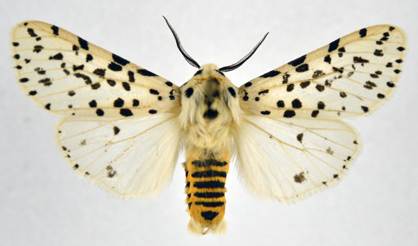 /filer/webapps/moths/media/images/N/nigropunctata_Alpenus_AM_NHMO.jpg