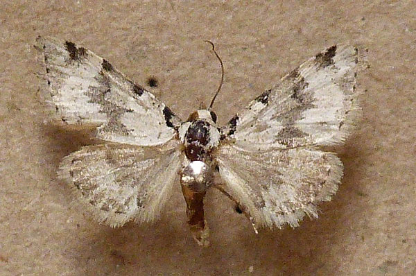 /filer/webapps/moths/media/images/N/nigropunctata_Dysgnathia_A_Butler.jpg