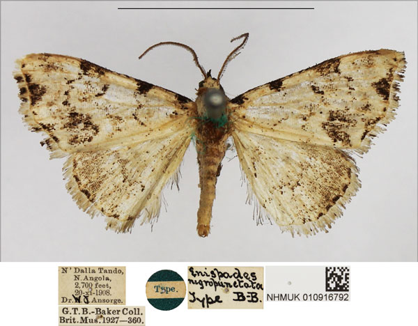 /filer/webapps/moths/media/images/N/nigropunctata_Enispades_HT_NHMUK.jpg