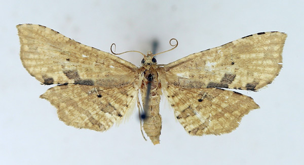 /filer/webapps/moths/media/images/N/nigropunctula_Cornuterus_AM_TMSA.jpg