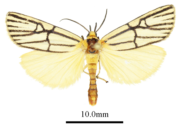 /filer/webapps/moths/media/images/N/nigroradians_Conotalis_AM_ANHRTa.JPG