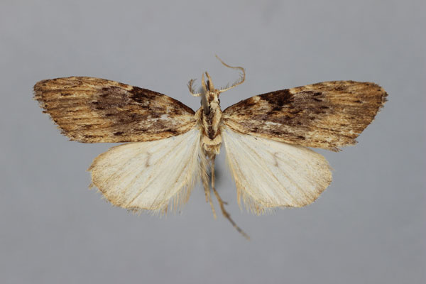 /filer/webapps/moths/media/images/N/nigroradiata_Meganola_A_BMNH.jpg