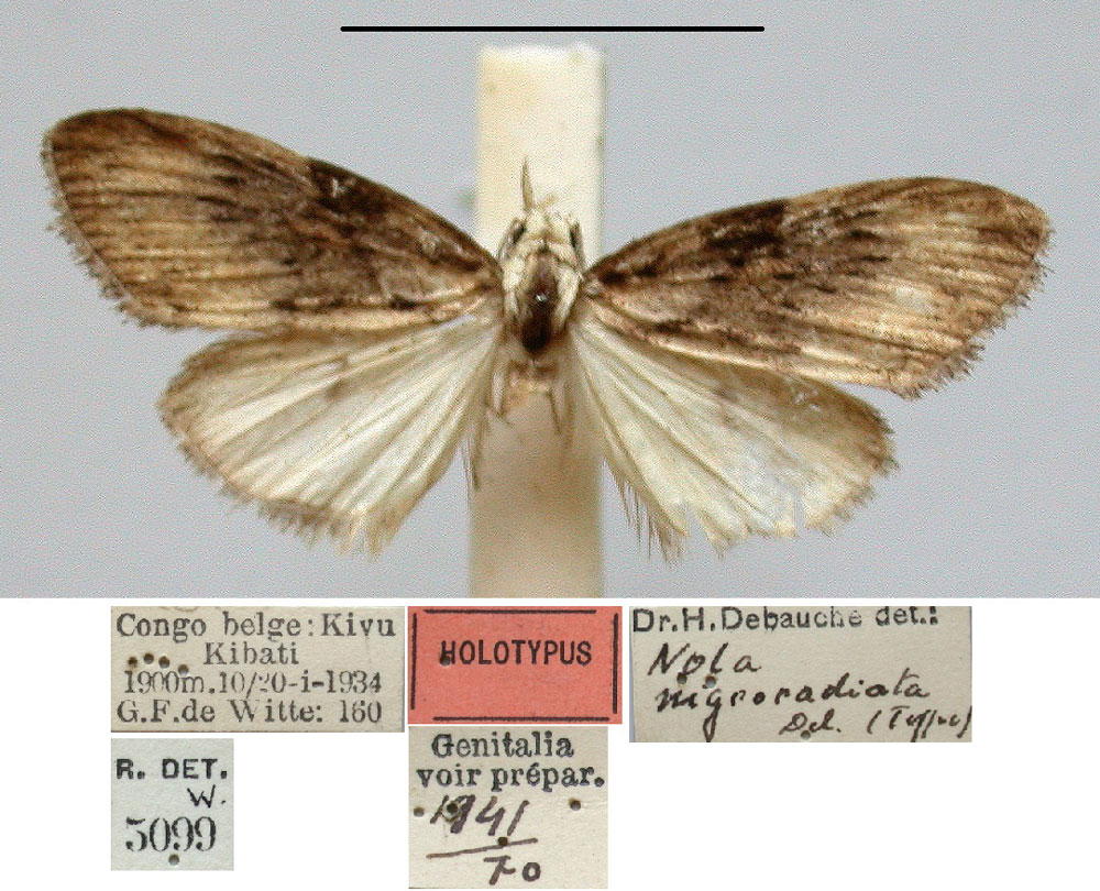 /filer/webapps/moths/media/images/N/nigroradiata_Nola_HT_RMCA.jpg