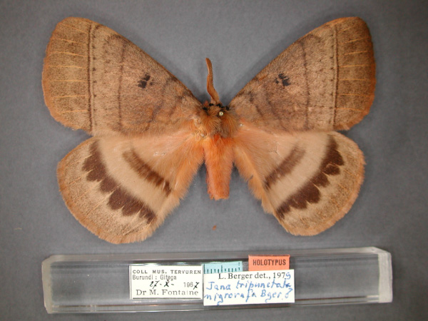 /filer/webapps/moths/media/images/N/nigrorufa_Jana_HT_RMCA_01.jpg