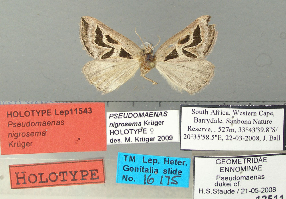 /filer/webapps/moths/media/images/N/nigrosema_Pseudomaenas_HT_TMSA.jpg