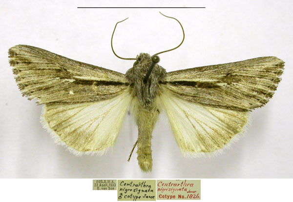 /filer/webapps/moths/media/images/N/nigrosignata_Centrartha_PTM_TMSA.jpg