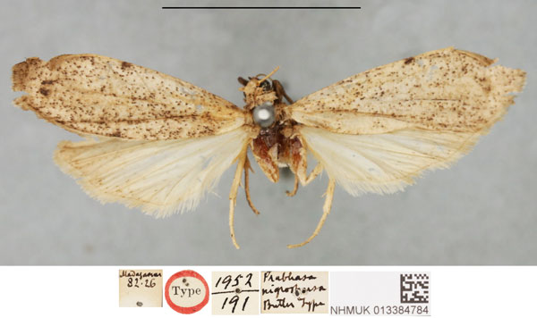 /filer/webapps/moths/media/images/N/nigrosparsa_Prabhasa_HT_NHMUKa.jpg