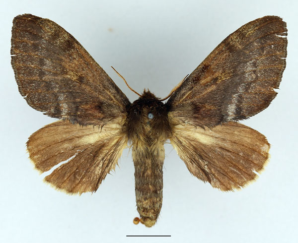 /filer/webapps/moths/media/images/N/nigrosparsata_Closterothrix_AF_Basquin_01.jpg