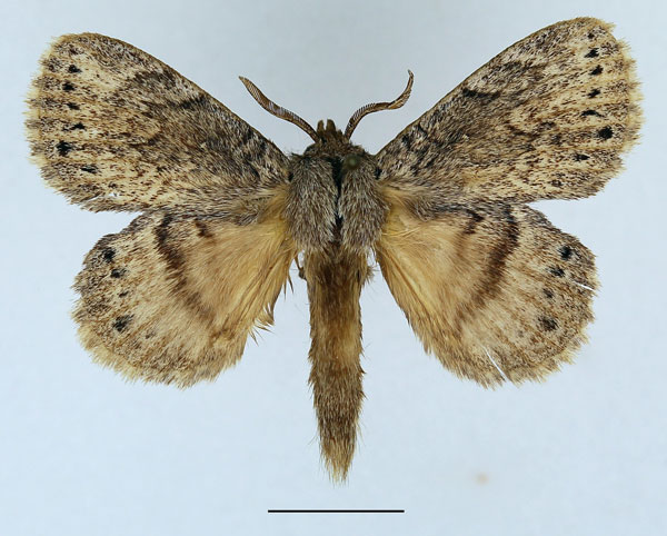 /filer/webapps/moths/media/images/N/nigrosparsata_Closterothrix_AM_Basquin_01.jpg
