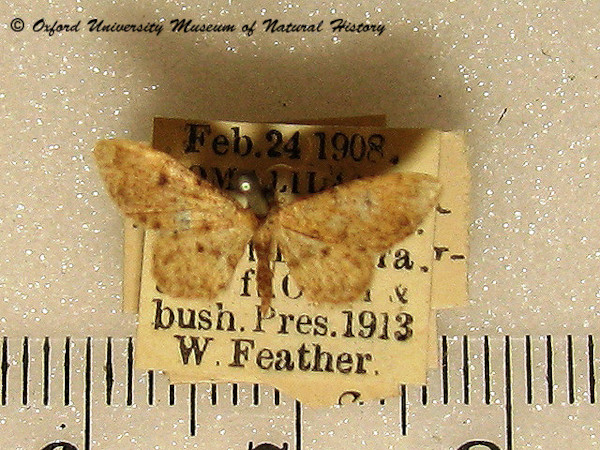 /filer/webapps/moths/media/images/N/nigrosticta_Idaea_A_OUMNH.jpg