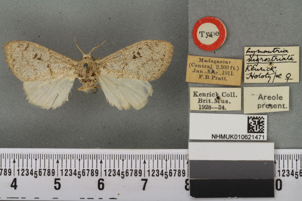 /filer/webapps/moths/media/images/N/nigrostriata_Lymantria_HT_BMNHa.jpg