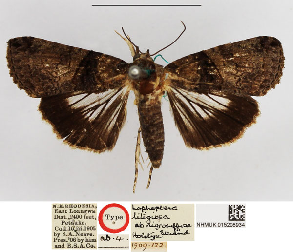 /filer/webapps/moths/media/images/N/nigrosuffusa_Lophoptera_HT_NHMUK.jpg