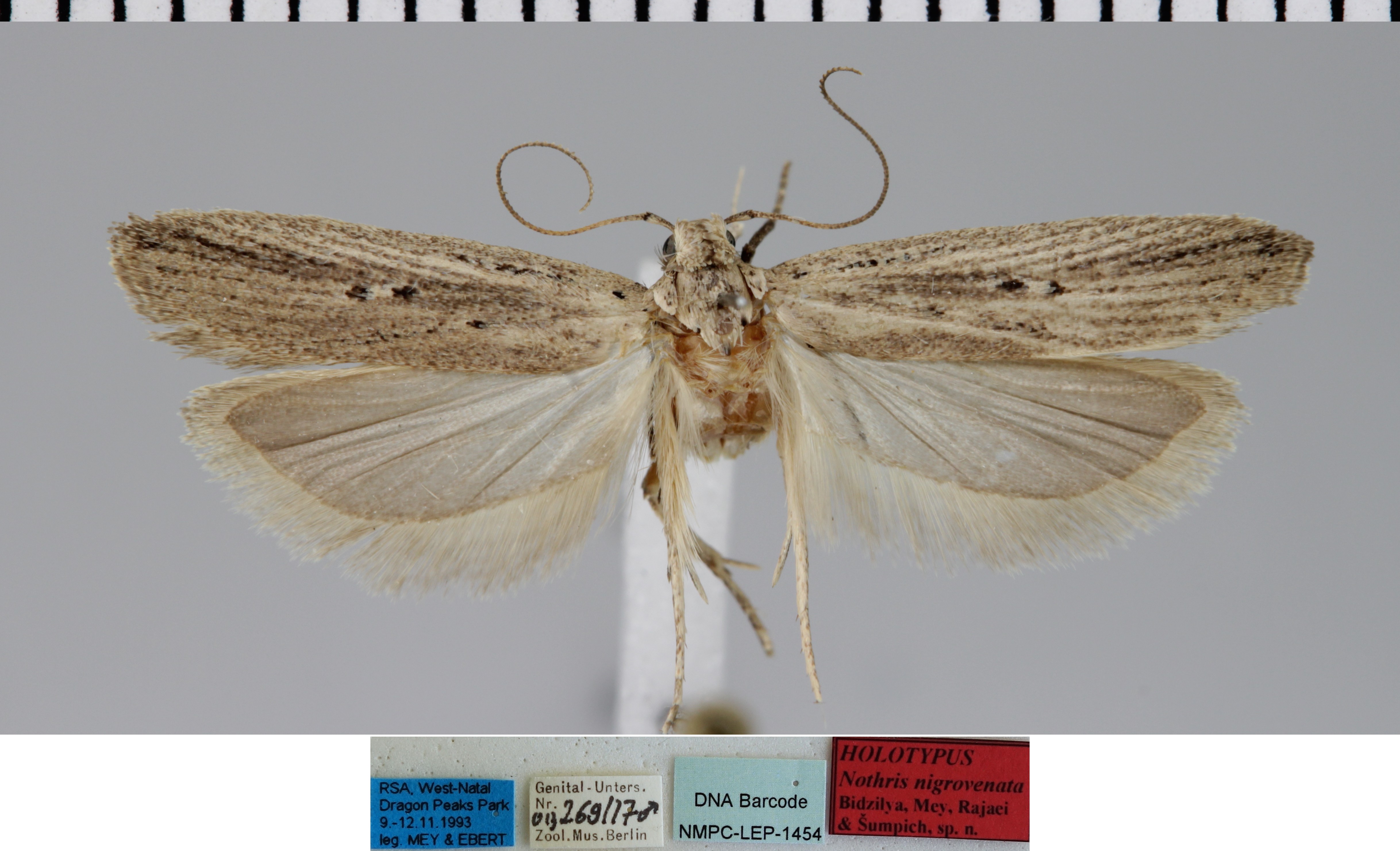 /filer/webapps/moths/media/images/N/nigrovenata_Nothris_MHT_MfN.jpg