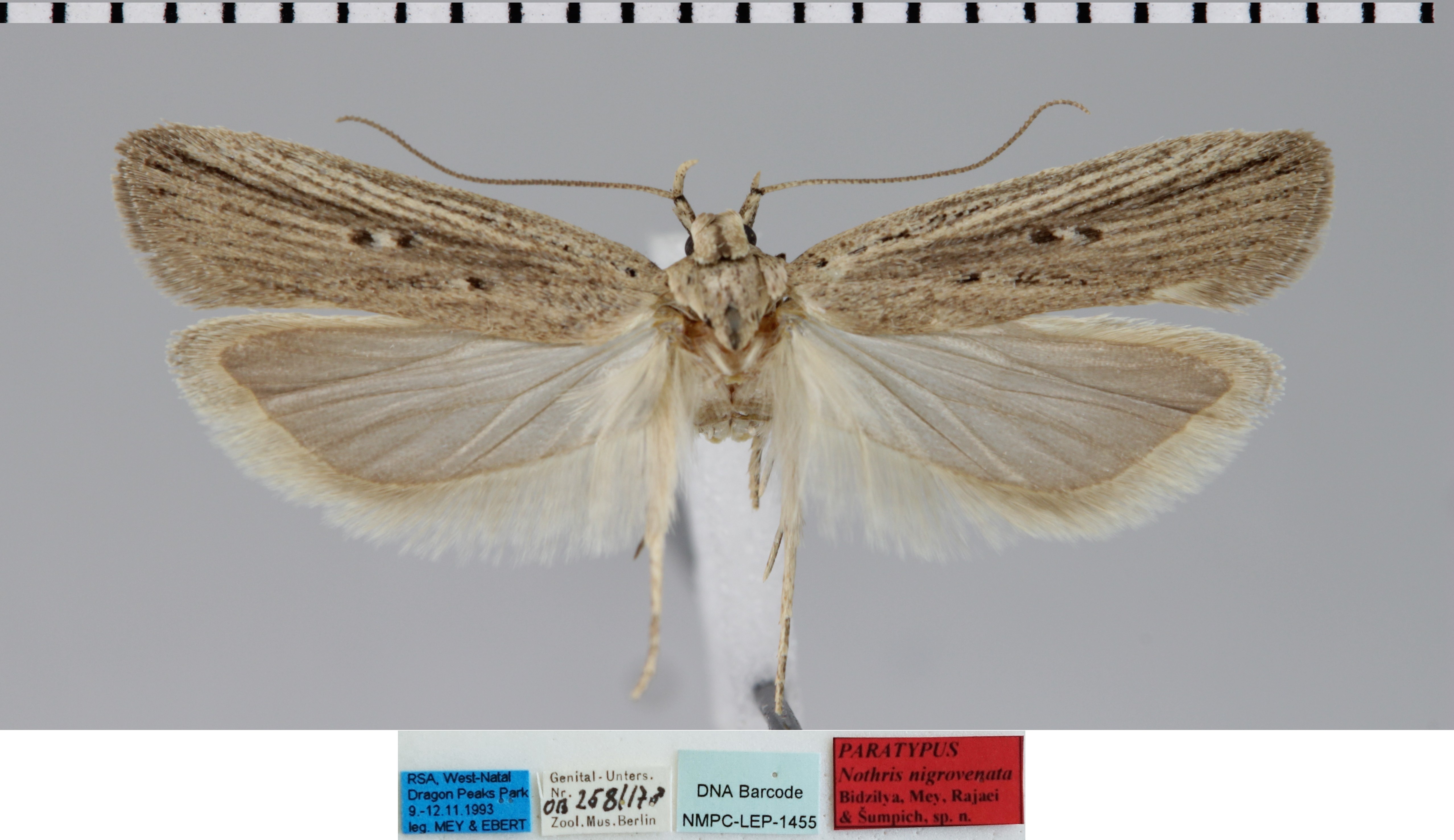 /filer/webapps/moths/media/images/N/nigrovenata_Nothris_MPT_MfN.jpg