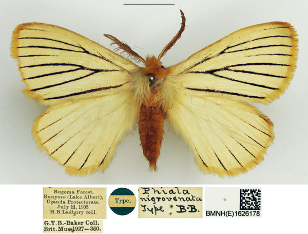 /filer/webapps/moths/media/images/N/nigrovenata_Phiala_HT_NHMUK.jpg