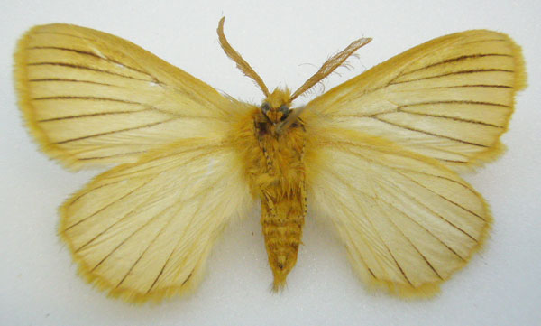 /filer/webapps/moths/media/images/N/nigrovenata_Phiala_HT_NHMUKb.jpg