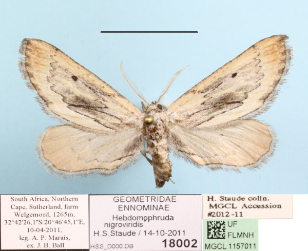 /filer/webapps/moths/media/images/N/nigroviridis_Hebdomophruda_A_MGCLa_01.JPG