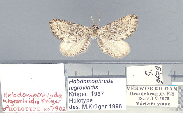 /filer/webapps/moths/media/images/N/nigroviridis_Hebdomophruda_HT_TMSA.jpg