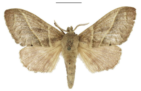 /filer/webapps/moths/media/images/N/nigrovittata_Bombycopsis_AF_ANHRT.jpg