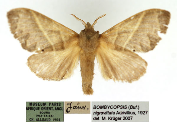/filer/webapps/moths/media/images/N/nigrovittata_Bombycopsis_AF_MNHN.jpg