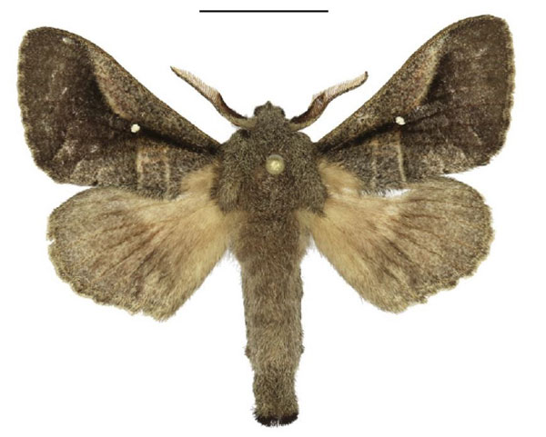 /filer/webapps/moths/media/images/N/nigrovittata_Bombycopsis_AM_ANHRT.jpg