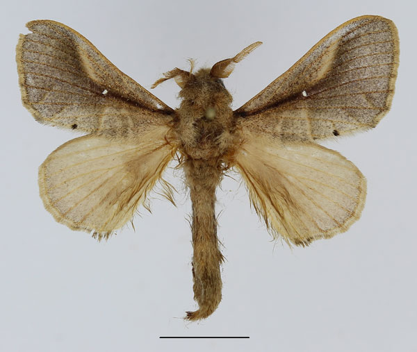 /filer/webapps/moths/media/images/N/nigrovittata_Bombycopsis_AM_Basquin.jpg