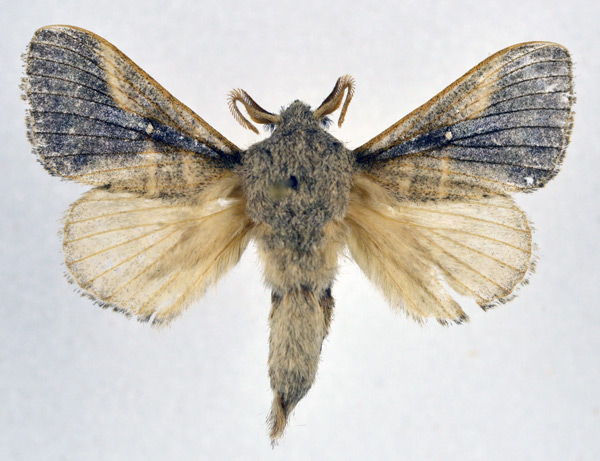 /filer/webapps/moths/media/images/N/nigrovittata_Bombycopsis_AM_NHMO_01.jpg