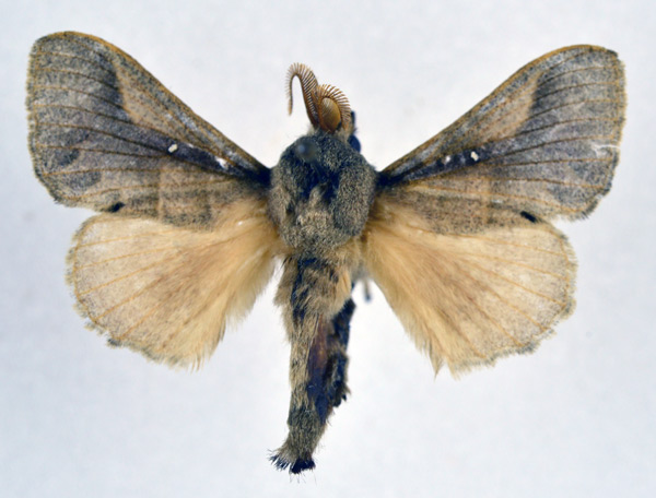 /filer/webapps/moths/media/images/N/nigrovittata_Bombycopsis_AM_NHMO_02.jpg