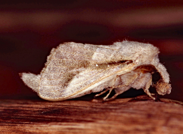 /filer/webapps/moths/media/images/N/nigrovittata_Bombycopsis_A_Roland_01.jpg