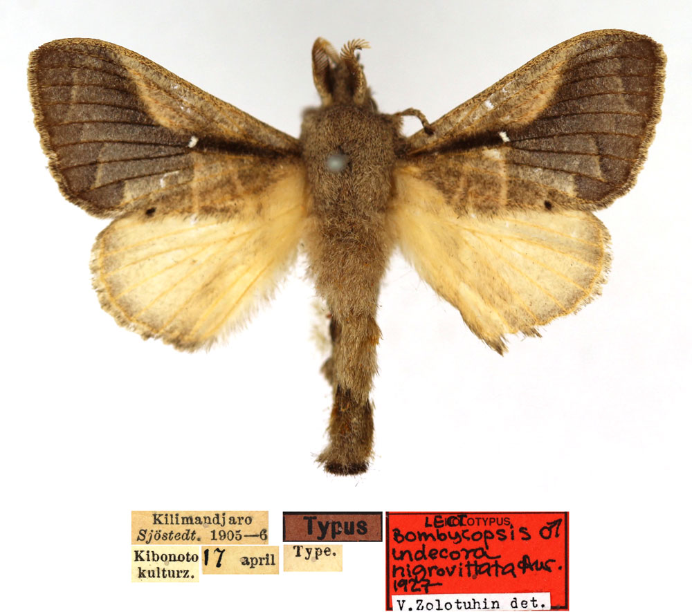 /filer/webapps/moths/media/images/N/nigrovittata_Bombycopsis_LT_SNHM.jpg